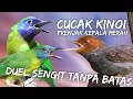 Download Lagu DUEL SENGIT TANPA BATAS!!! KINOI VS PRENJAK ABANG FULL TARUNG