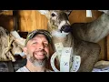 HOW TO MEASURE a deer cape for a shoulder mount SUPER EASY WHITETAIL TAXIDERMY