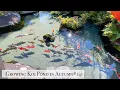 Download Lagu Growing Koi Pond in Autumn(Isawa, Yamanashi)