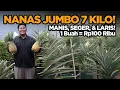 Download Lagu Nanas Jumbo Tanpa Duri! Bisa 7 Kilo Satu Buah \u0026 Hasilkan Rp100 Ribu per Tanaman