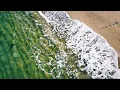 手のり鳩