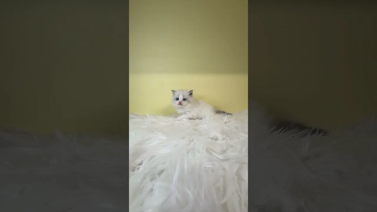 動画