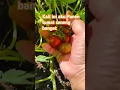 Lagu Panen cherry tomatoes hasil bertanam #shortvideo  #seattle #harvet tomatoes 🍅