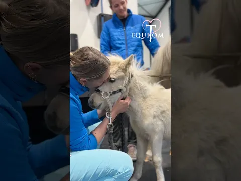 Jeune pouliche sauvée de l’euthanasie💔