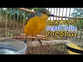 Download Lagu panggilan mantenan betina untuk semua jenis burung mantenan,gak lama pasti nyaut