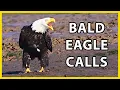 Bald Eagle Calls and Sounds