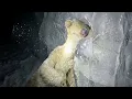 They FOUND the ICE AGE Characters frozen thousands years later