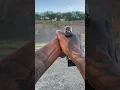 Download Lagu How not to aim | never focus on iron sights