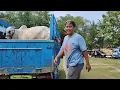 Download Lagu Mas Hermawan Setiafarm Datang Ke Kontes Sapi PO Kebumen MP3