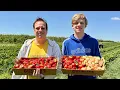 Strawberry Picking at a Berry Farm Here s How It Went