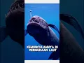 Download Lagu Venomena langka, munculnya ikan yang hidup di kedalaman laut ke permukaan lautan