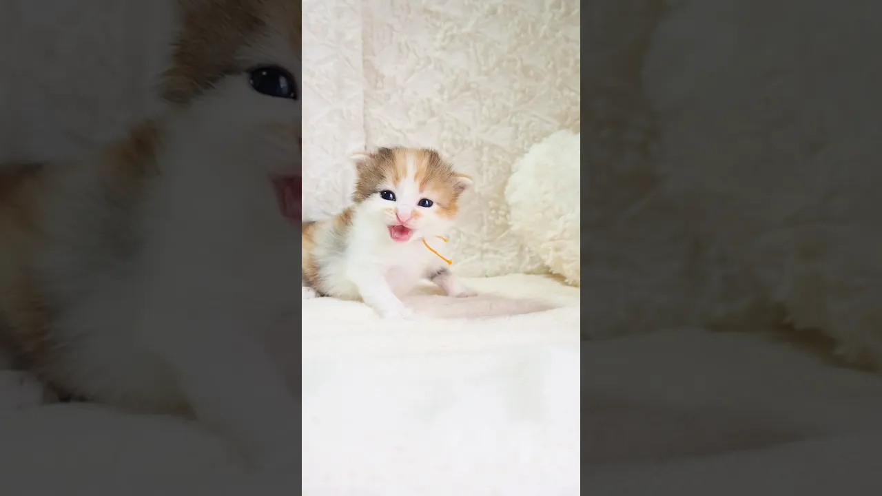 動画