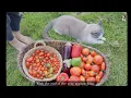 #165 Growing a vegetables garden in my backyard | Satisfying harvest 🌾 Slow countryside life