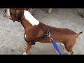 BRUNO-BOXER Biggest Boxer Dog Ever