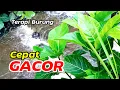 Download Lagu Suara gemericik air untuk terapi burung agar cepat gacor