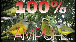 suara pikat cikrak bambu cikrak daun paling ampuh