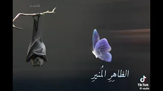 مرت على الخفاش ملكه الفراشه دندنها