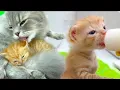 Download Lagu What it’s really like to feed and care for kittens without their mom?