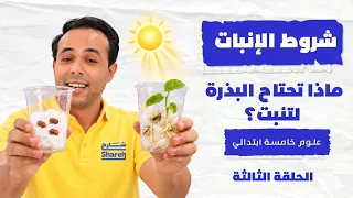 شروط الإنبات: ماذا تحتاج البذرة لتنبت؟ l علوم خامسة إبتدائيl الحلقة الثالثة