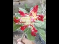 Download Lagu TerjemahSurah 2 Al Baqarah 186 Allah dekat,Allah kabulkan semua doa #generasiquraniyangkuatdanamanat