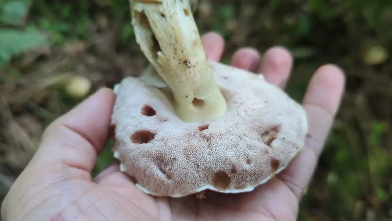 Foraging Mushrooms UK - Bitter Bolete (Typolius Felleus)