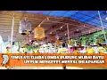 Download Lagu Simulasi Suara Lomba Burung Murai Batu Untuk Mengetes Mental DiLapangan