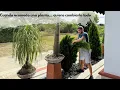 Download Lagu A day with me: I trimmed a plant and ended up pruning pine trees