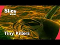 Download Lagu The Hidden Jungle in Your Bed | FULL DOC | SLICE WILD