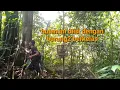 Download Lagu Ternyata Mikat burung kapas tembak paling wow