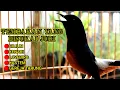 Download Lagu PANCINGAN MURAI BATU ISIAN CILILIN KNARI GEREJATARUNG AMPUH UNTUK MENGGACORKAN MURAI MACET BUNYI