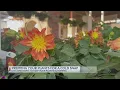 Abilene garden owner shares tips on how to prep plants for cold snaps
