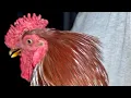 Rooster Round-up and Other Stuff