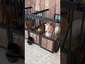 Download Lagu Mijn eigen SCHLEICH PAARDEN MANEGE bouwen! 🤩🛠️