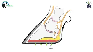 Foot Anatomy by Mobility Matters The Cattle Lameness Academy