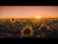 Sunflower Post Malone Swae Lee - Trombone Cover