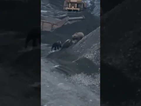 Family Of Bears Drags Moose Away