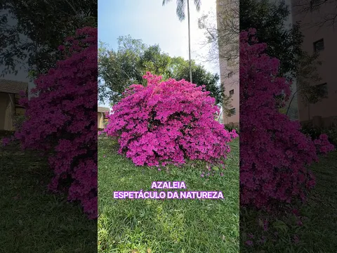 Azalea | Floração Espetacular Na Casa e Jardim