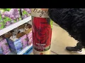 Growing bare root rose purchased at Sam s Club part I trong hoa Hong bang goc vuon Ba Mui 3