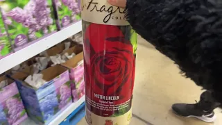 Growing bare root rose purchased at Sam s Club part I trong hoa Hong bang goc vuon Ba Mui 3