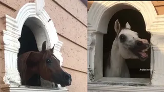                         صهيل الخيل العربي الاصيل الفحل مدرك الخالدية والفحل الماس الشقير دندنها