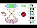 Visual Field Defects and Optic Nerve Pathway Homonymous Hemianopia Bitemporal Hemianopia NEW 2020