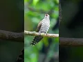 Violet Cuckoo - Female #NatureattheBest