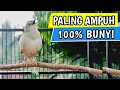 Lagu Pancingan Cigun Bahan Agar Bunyi Langsung Ngebren Paling Ampuh
