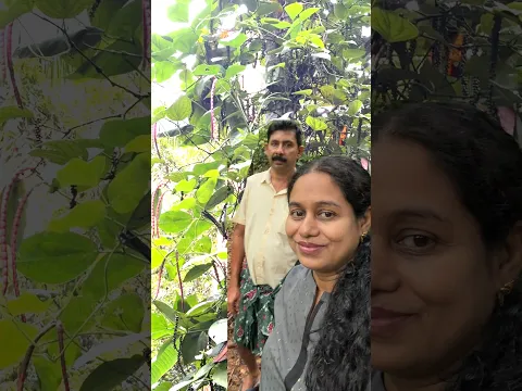 ഒരു ചെറിയ സ്ഥലത്ത് 4 തരം വിളകൾ Mixed Farming Tips