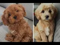 Cavoodle vs Cockapoo Puppies and Full Grown Dogs - Similarities and Differences