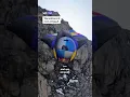 Snelste basejump ooit met een wingsuit