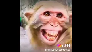 اقوووو ضحكه من قلب القرد هاتموت من الضحك في نفسك شاهد المقطع 