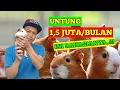 Download Lagu Cara Beternak Marmut Yang Menghasilkan
