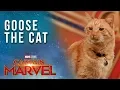 Video di Goose the Cat gets ready for the Captain Marvel Red Carpet!