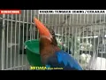 Download Lagu MASTERAN TENGKEK UDANG GACOR BURUNG ASLI / CEKAKAK GACOR / RAJA UDANG JERNIH for MURAI C.IJO CENDET